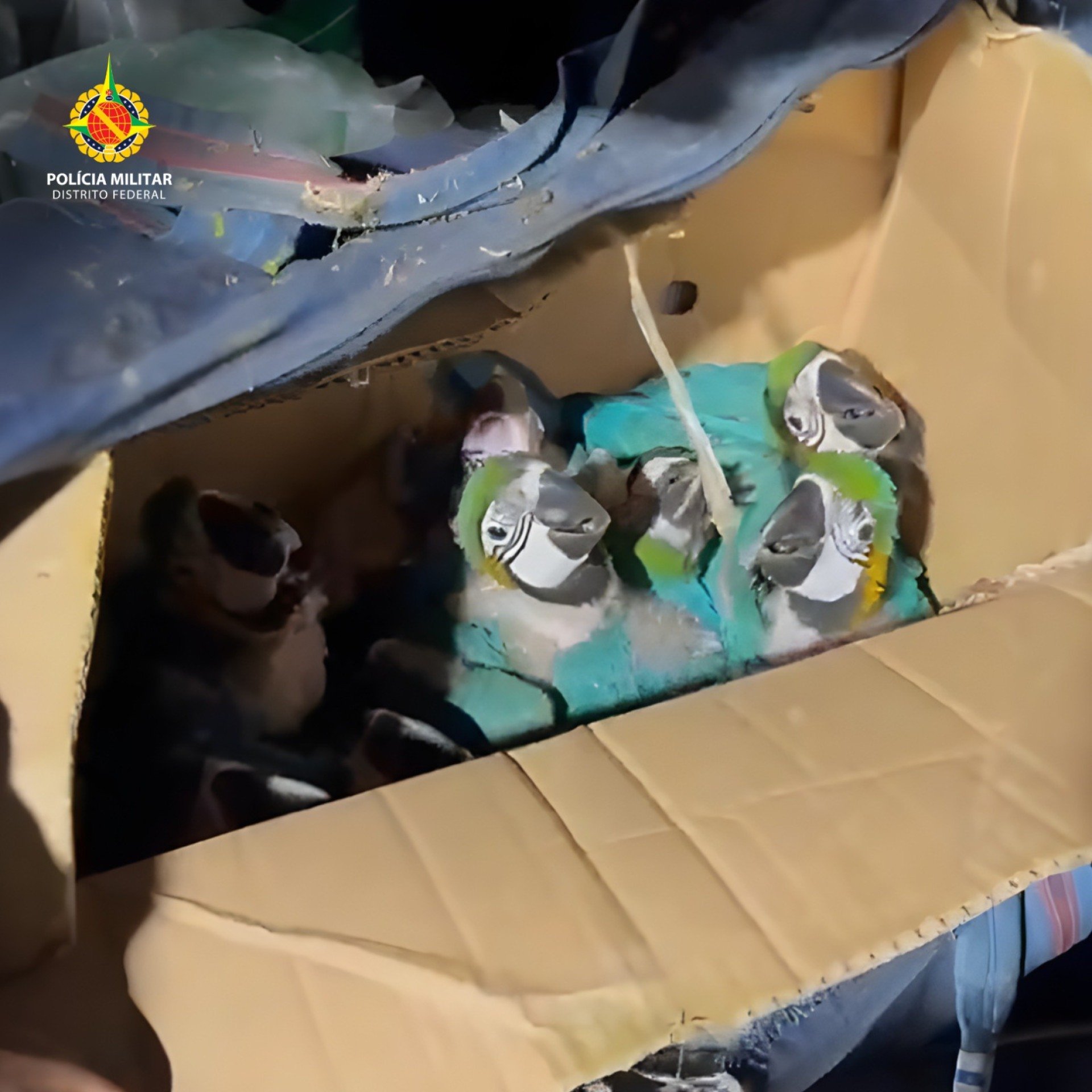 Dois homens são presos por tráfico de animais silvestres no Gama