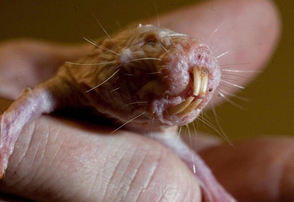 Chicago Tribune via Getty Images