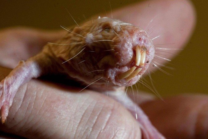 O rato-toupeira-pelado vive em redes de túneis e câmaras subterrâneas - (crédito: Chicago Tribune via Getty Images) O rato-toupeira-pelado vive em redes de túneis e câmaras subterrâneas - (crédito: Chicago Tribune via Getty Images)