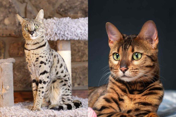 Apesar de semelhantes, os gatos savannah e bengal têm origens, personalidades e necessidades bastante distintas (Imagem: AJR_photo e shymar27 | Shutterstock) - (crédito: EdiCase) Apesar de semelhantes, os gatos savannah e bengal têm origens, personalidades e necessidades bastante distintas (Imagem: AJR_photo e shymar27 | Shutterstock) - (crédito: EdiCase)