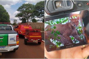 Onça-parda no quintal faz família se trancar dentro de casa em MG - Corpo de Bombeiros