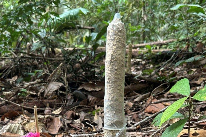 Pesquisadores usaram 40 preservativos para testar hipótese de trocas gasosas nas torres de cigarra - (crédito: Divulgação/Instituto Serrapilheira) Pesquisadores usaram 40 preservativos para testar hipótese de trocas gasosas nas torres de cigarra - (crédito: Divulgação/Instituto Serrapilheira)