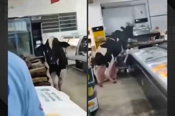 Vídeo: boi entra em supermercado e persegue açougueiro - (crédito: Tupi) Vídeo: boi entra em supermercado e persegue açougueiro - (crédito: Tupi)