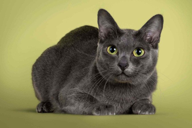 O gato da raça korat é considerado um símbolo de sorte e prosperidade (Imagem: Nynke van Holten | Shutterstock) - (crédito: EdiCase) O gato da raça korat é considerado um símbolo de sorte e prosperidade (Imagem: Nynke van Holten | Shutterstock) - (crédito: EdiCase)