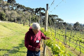 Adolar Adur é sócio da vinícola Araucária