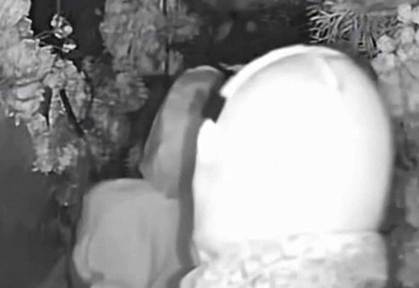 Reprodução/Fox News