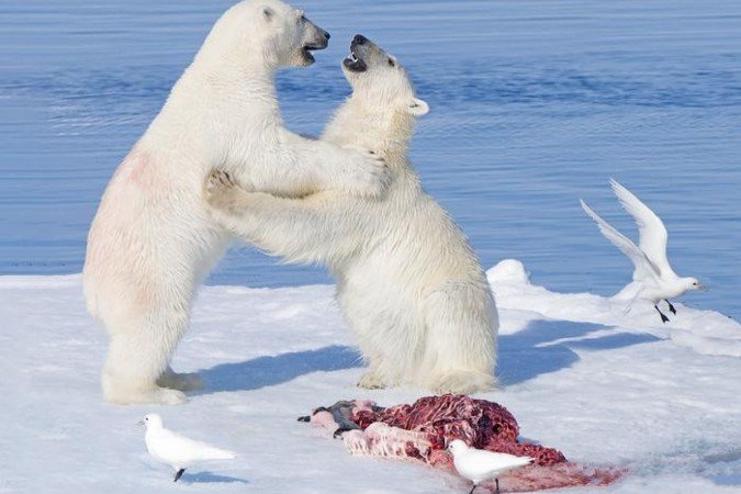 Dois ursos polares de dois anos de idade brigam por restos de uma foca, acompanhados por gaivotas
- (crédito: Wayne Lynch / EurekAlert!) Dois ursos polares de dois anos de idade brigam por restos de uma foca, acompanhados por gaivotas
- (crédito: Wayne Lynch / EurekAlert!)