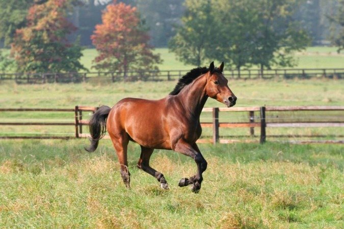 Os cavalos são criaturas cheias de peculiaridades (Imagem: Wirestock Creators | Shutterstock) - (crédito: EdiCase) Os cavalos são criaturas cheias de peculiaridades (Imagem: Wirestock Creators | Shutterstock) - (crédito: EdiCase)