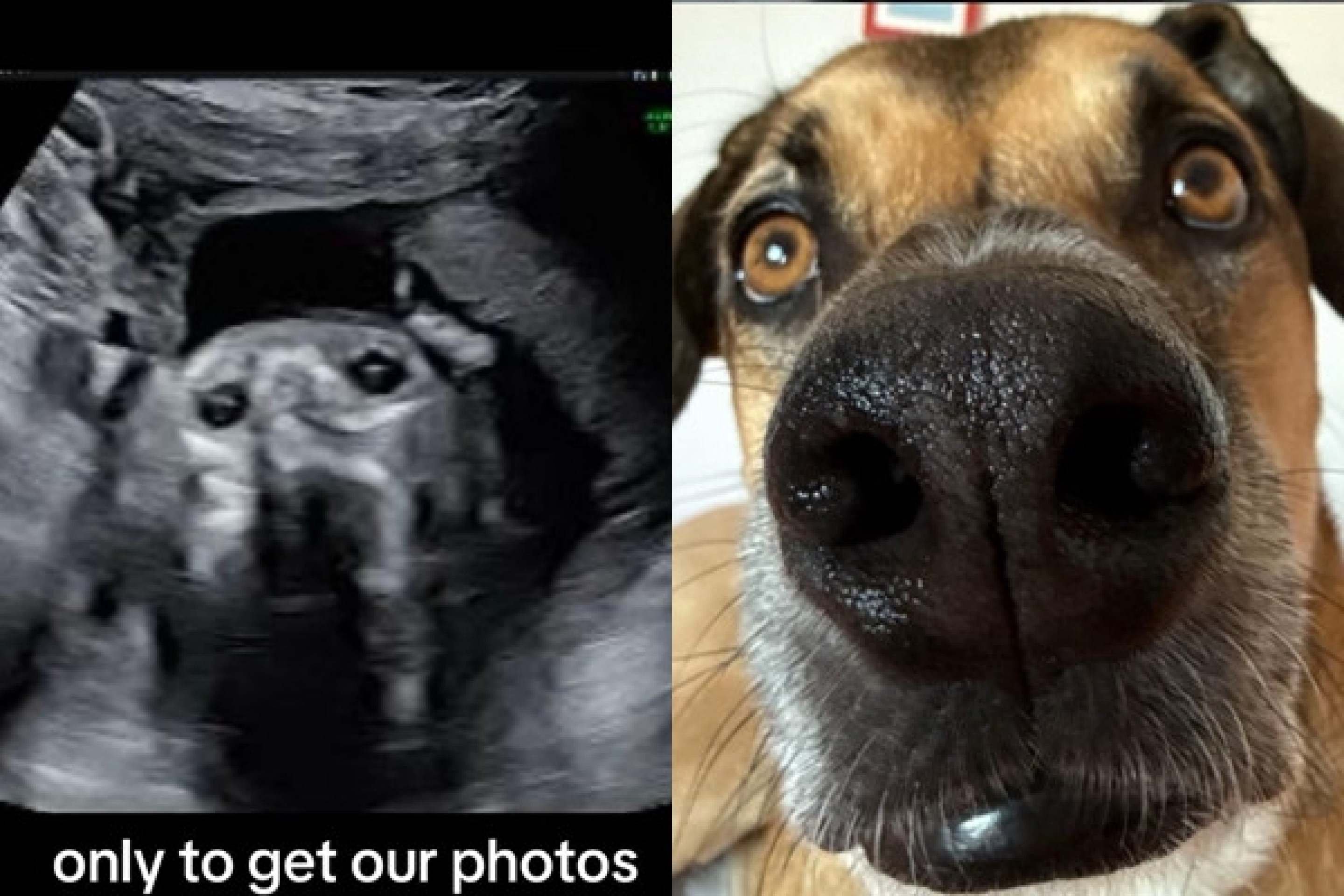 Cachorro de grávida 