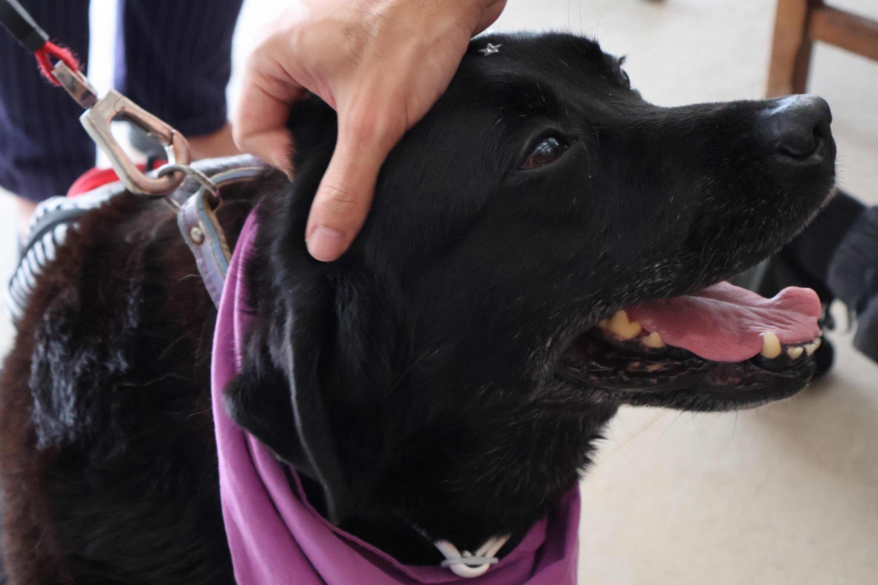 A labradora Ci&ccedil;a est&aacute; h&aacute; nove anos no projeto