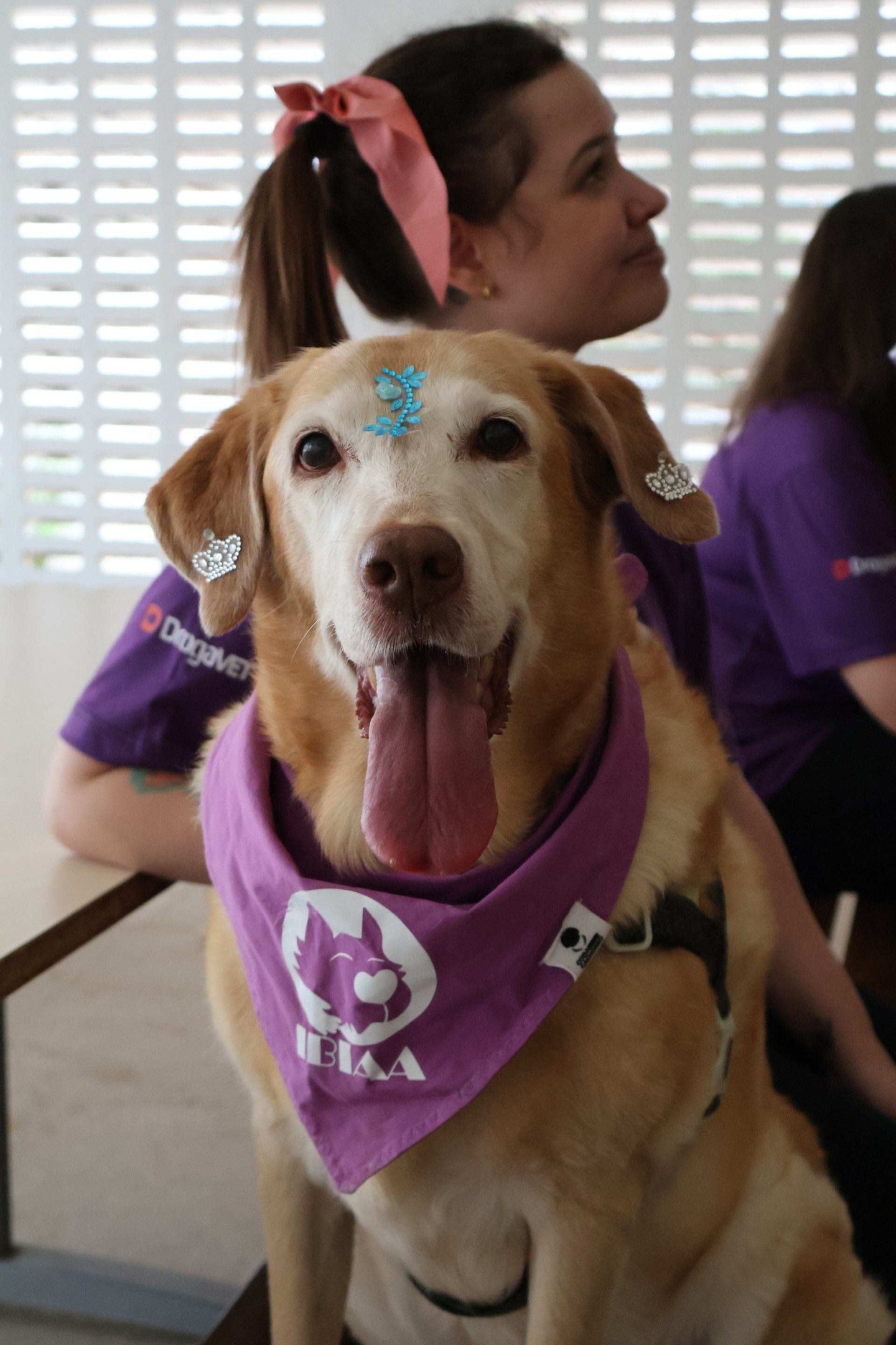 A tutora Alexia e a labradora Saphira
