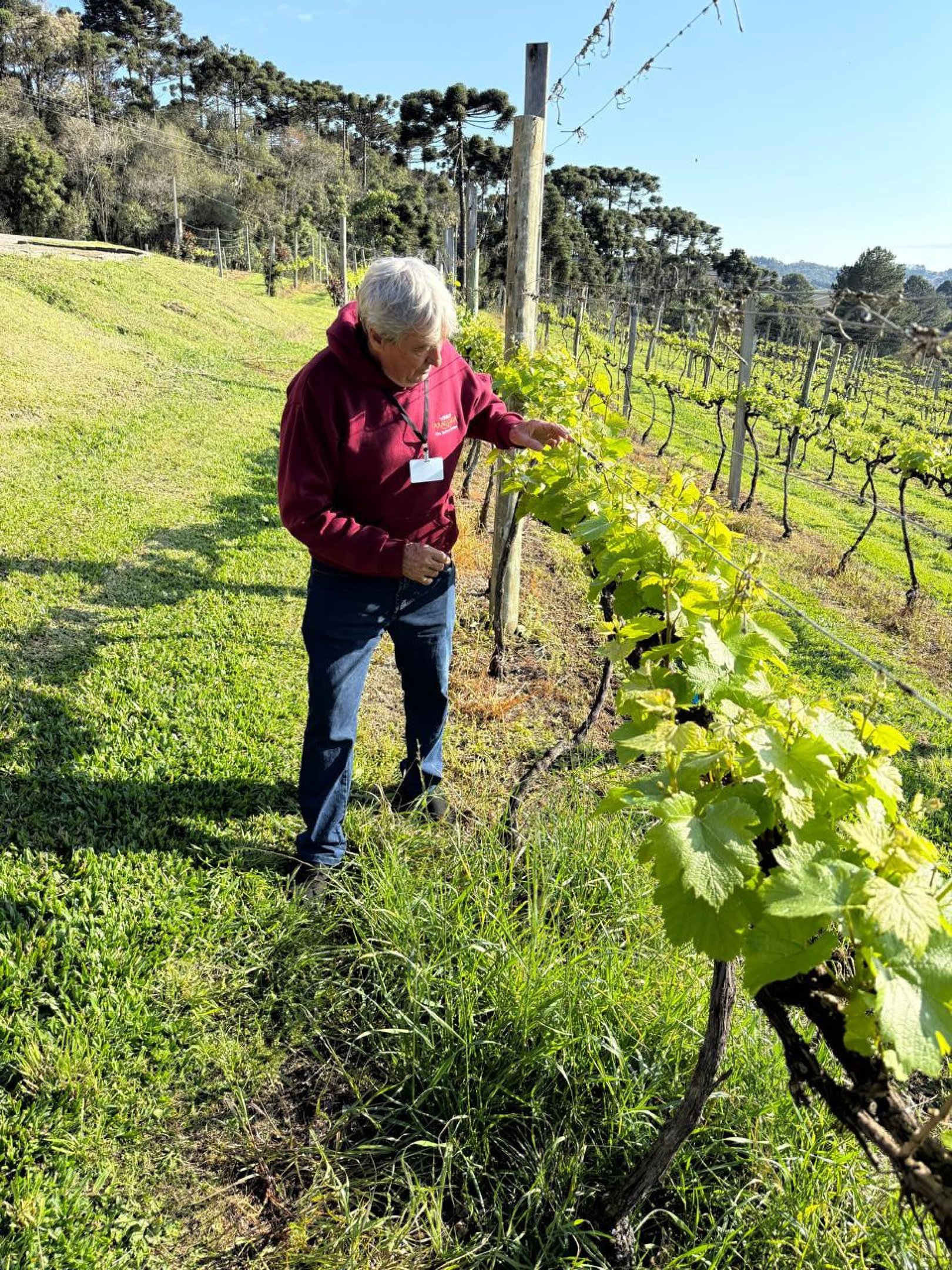 Adolar Adur &eacute; s&oacute;cio da vin&iacute;cola Arauc&aacute;ria