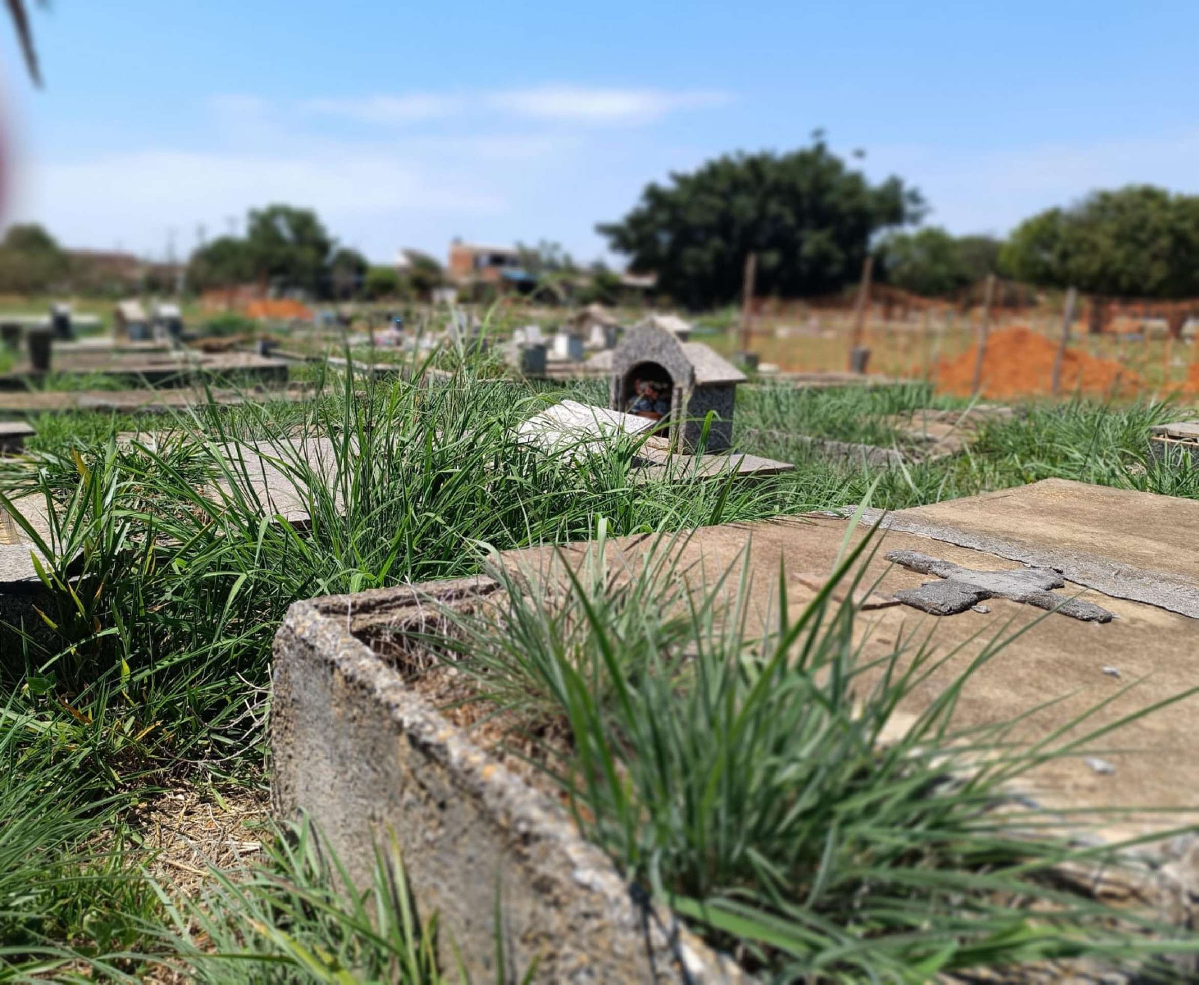 No Cemit&eacute;rio de Brazl&acirc;ndia, o mato alto se mistura &agrave;s marcas do tempo