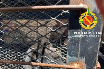 Macaco bugio é encontrado em área residencial no SIA -  (crédito: Divulgação: PMDF)