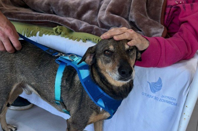 Para que um animal seja considerado apto para atuar, é necessário que um especialista emita um certificado -  (crédito: Divulgação/Bichoterapia)