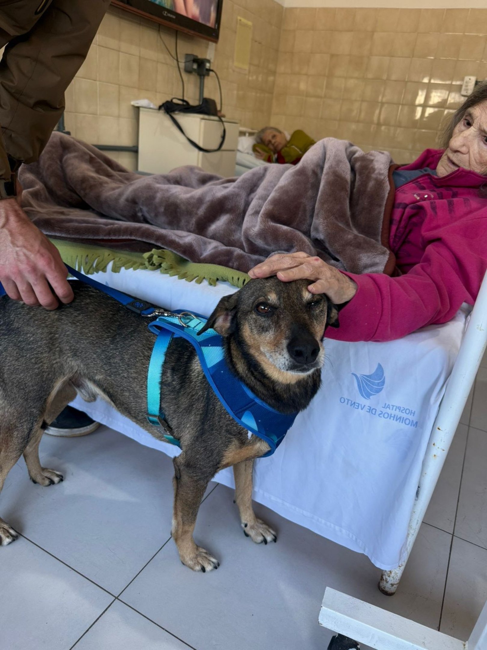 Terapia com animais ganha espaço em hospitais, escolas e projetos sociais