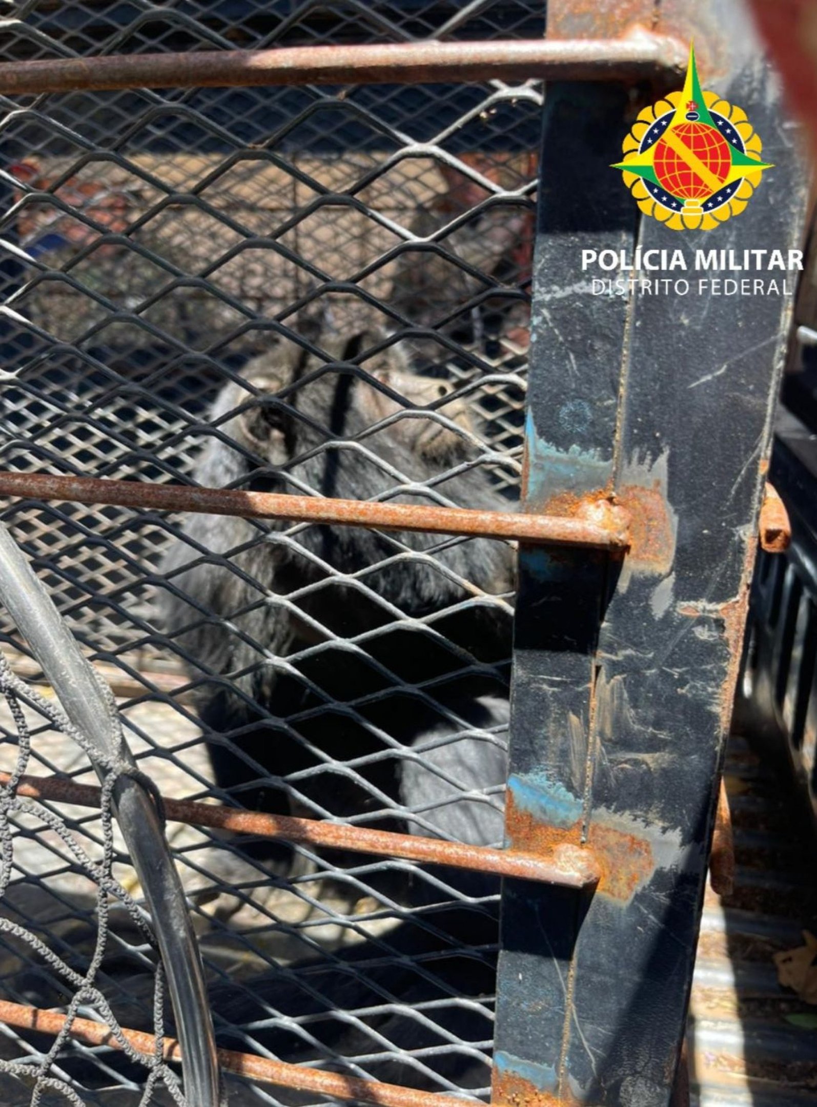 Macaco bugio é encontrado em área residencial no SIA e resgatado pela PMDF