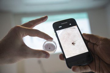 Cidadãos comuns podem usar smartphones com inteligência artificial para identificar mosquitos -  (crédito: UFS/Divulgação )