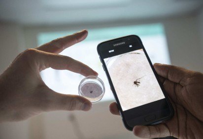 Cidadãos comuns podem usar smartphones com inteligência artificial para identificar mosquitos -  (crédito: UFS/Divulgação ) -Cidadãos comuns podem usar smartphones com inteligência artificial para identificar mosquitos -  (crédito: UFS/Divulgação )