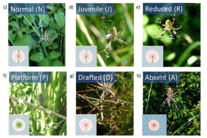 Estudo da revista científica PLOS One revelou diferentes funções presentes nas teias de aranha
