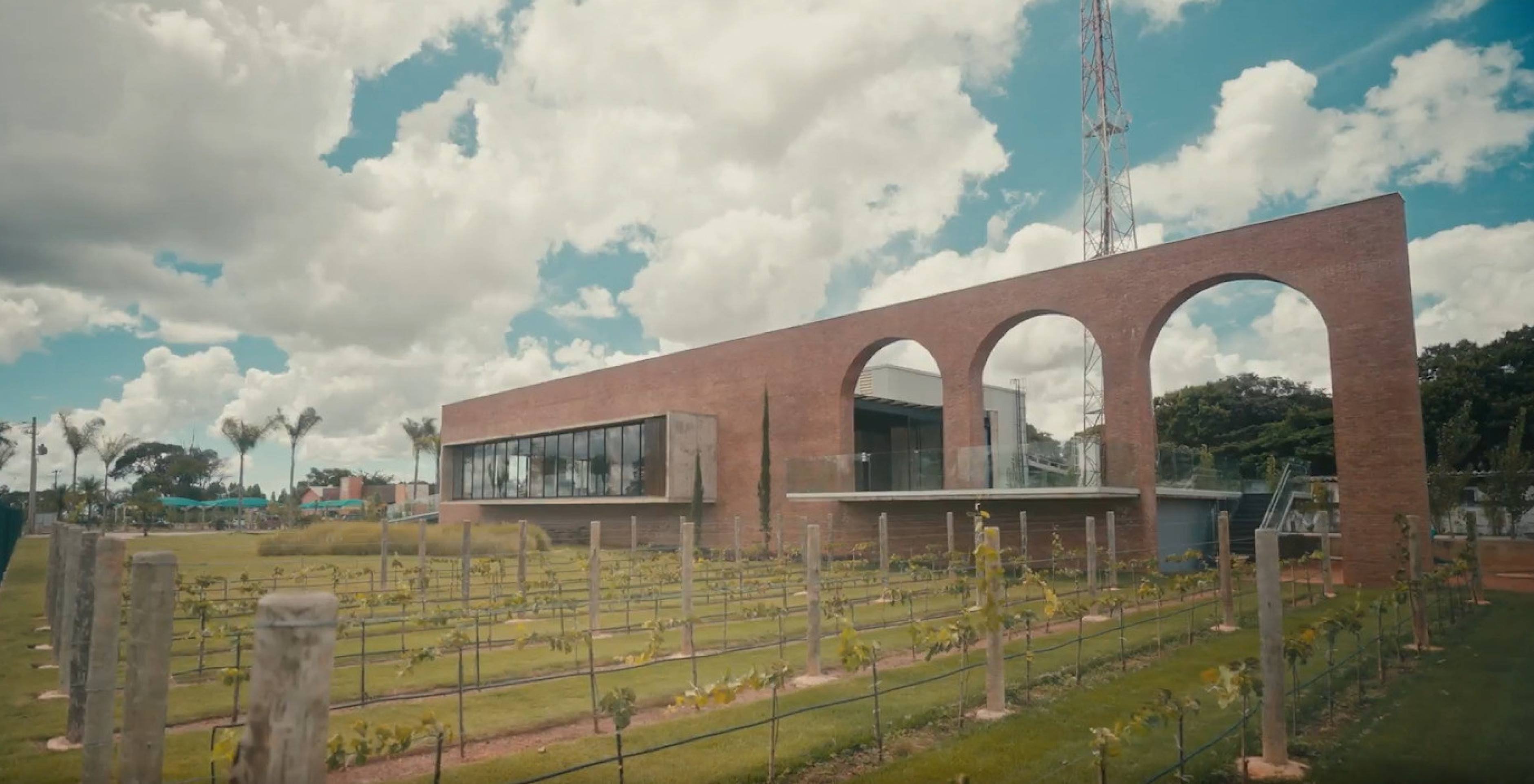 Uvas que impulsionam o Cerrado e geram riqueza