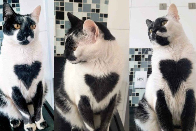 Conheça Thor, o gato mais bonito do Brasil - (crédito: Reprodução/Instagram) Conheça Thor, o gato mais bonito do Brasil - (crédito: Reprodução/Instagram)