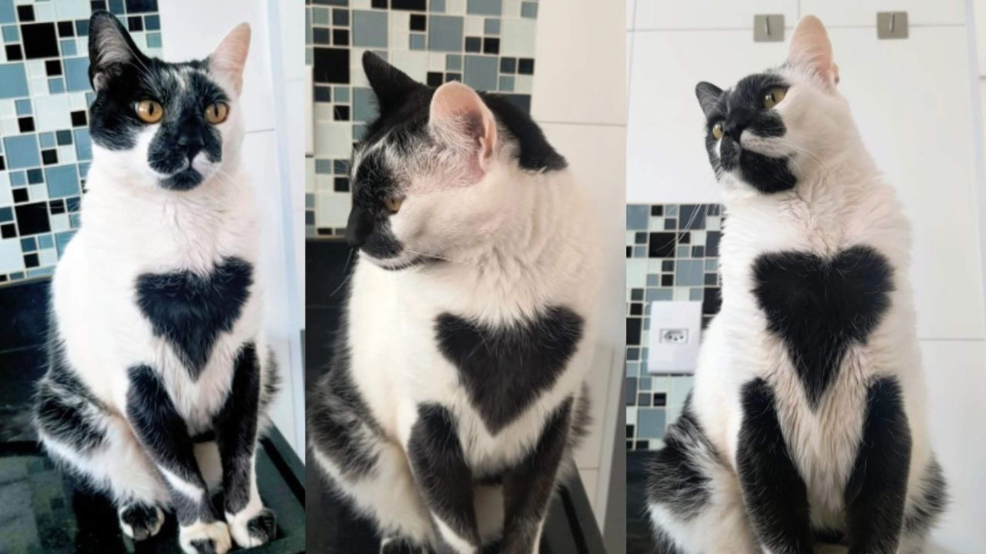 Gato com mancha de coração conquista título de mais bonito do Brasil