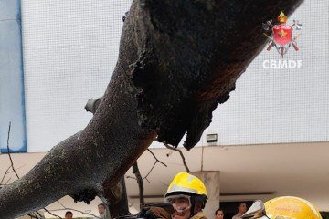 Árvore cai e atinge três veículos na Asa Sul