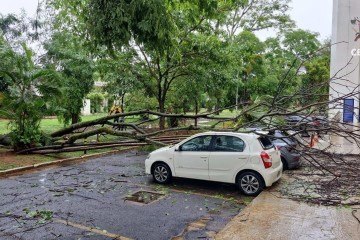 Árvore cai e atinge três veículos na Asa Sul