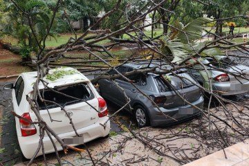 Árvore cai e atinge três veículos na Asa Sul