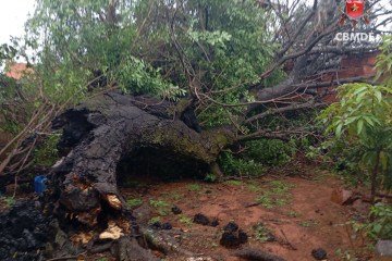 Árvore cai em residência em Taguatinga - (crédito: Divulgação: CBMDF) Árvore cai em residência em Taguatinga - (crédito: Divulgação: CBMDF)