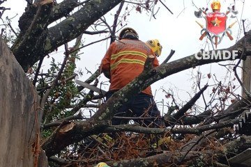 Árvore cai em residência em Taguatinga
