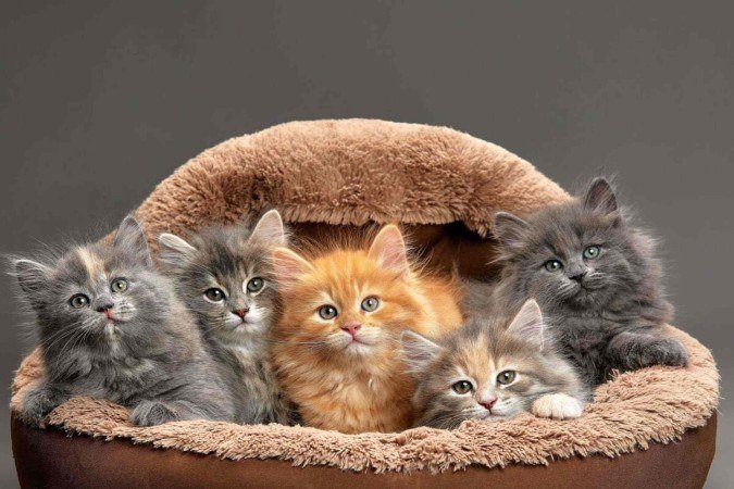 Além de influenciar a aparência, as cores dos gatos também estão ligadas à saúde, ao comportamento e à herança genética (Imagem: Gerain0812 | Shutterstock) - (crédito: EdiCase) Além de influenciar a aparência, as cores dos gatos também estão ligadas à saúde, ao comportamento e à herança genética (Imagem: Gerain0812 | Shutterstock) - (crédito: EdiCase)