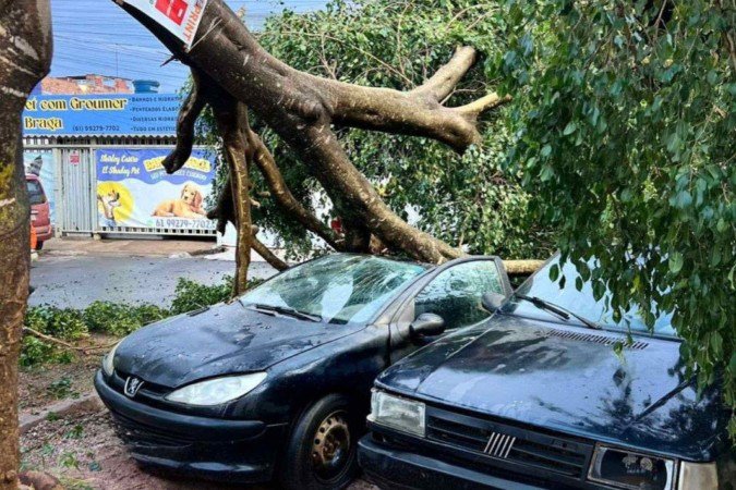 Queda de árvore durante temporal destrói carros no Riacho Fundo 1