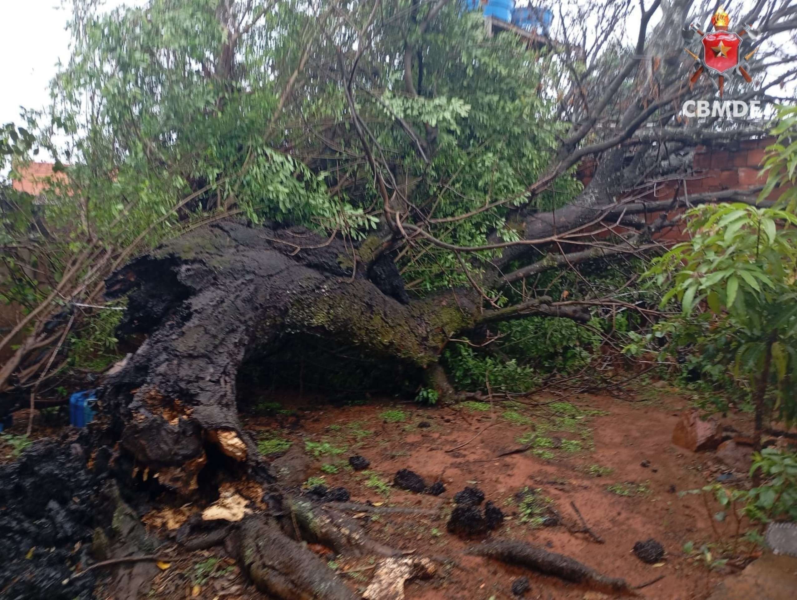 Queda de árvores atinge residência e três veículos em Taguatinga e Asa Sul