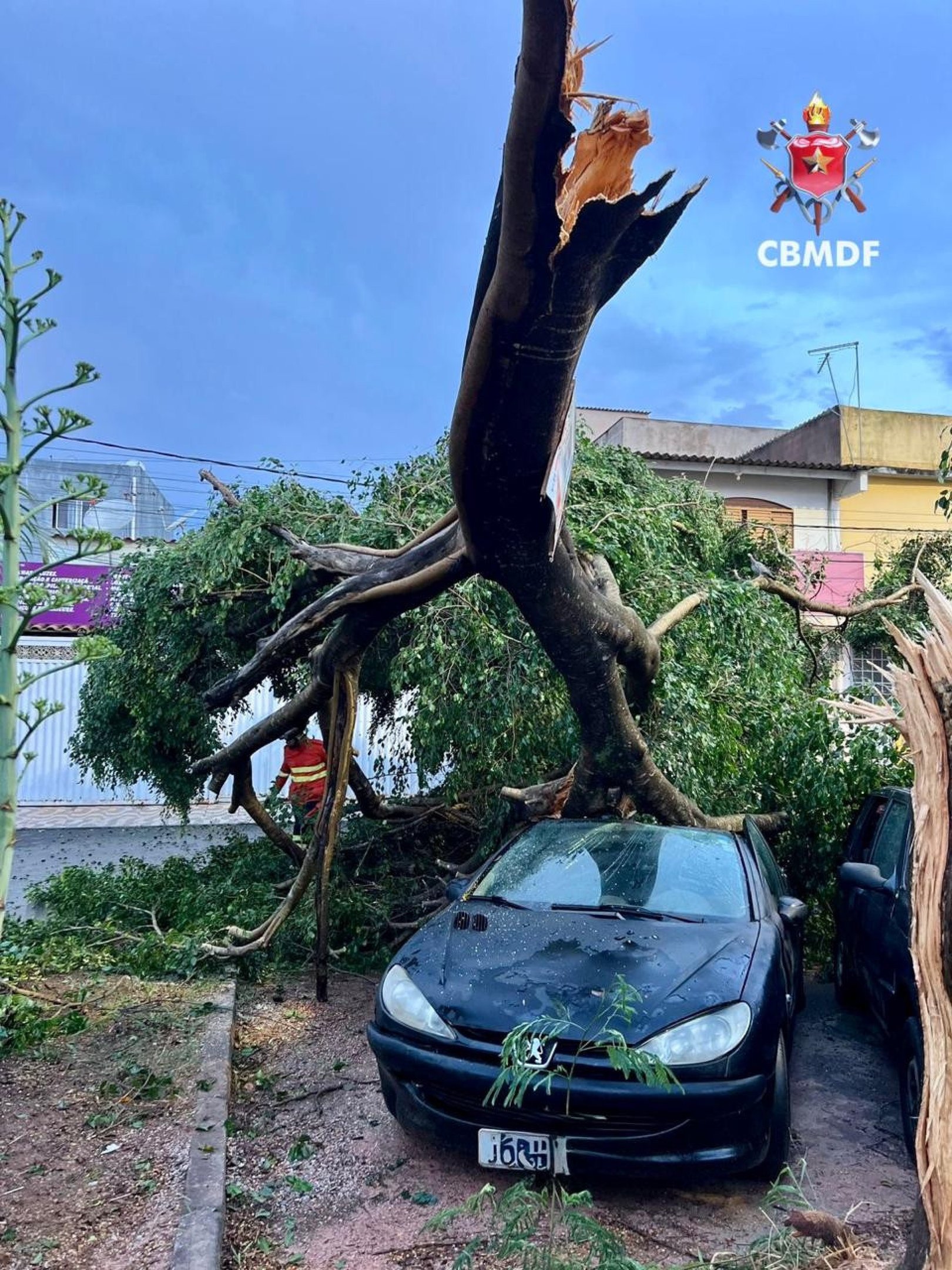 Forte chuva derruba &aacute;rvore no Riacho Fundo