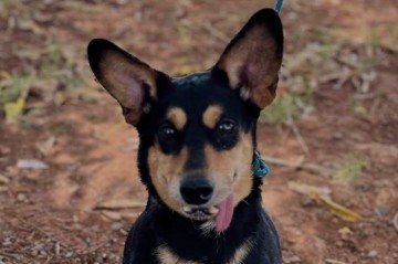 Sou Linguinha e ganhei esse charme em um acidente. Tenho entre 4 e 5 anos e sou castrada (Lar dos Anjos) - (crédito: Arquivo pessoal) Sou Linguinha e ganhei esse charme em um acidente. Tenho entre 4 e 5 anos e sou castrada (Lar dos Anjos) - (crédito: Arquivo pessoal)