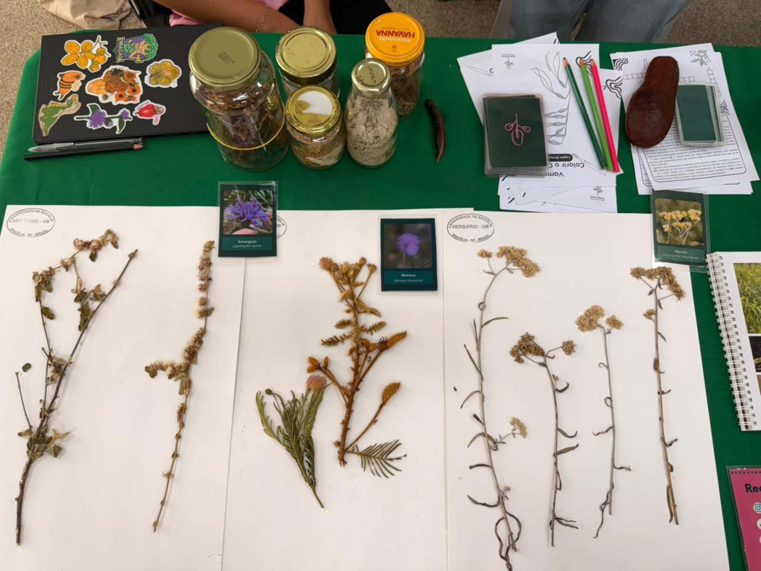 Mostra de cursos: ci&ecirc;ncias biol&oacute;gicas