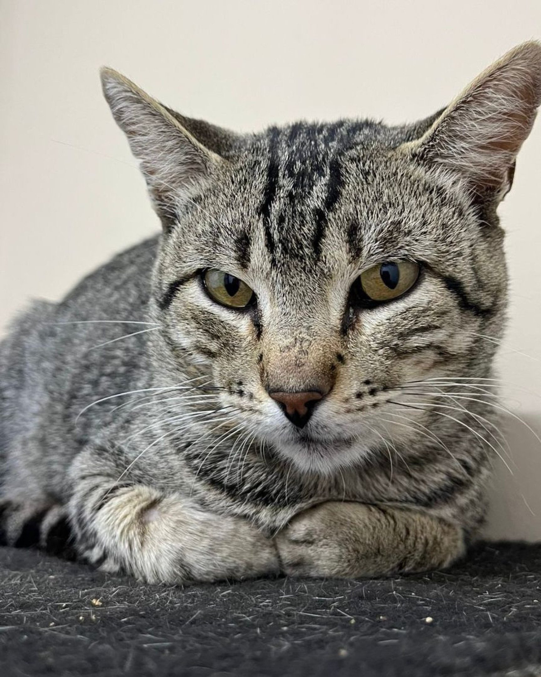 Eu sou Nino e adoro um dengo. Tenho FeLv e, daqui a uns dias, ficarei banguelinha (Maternidade Felina)