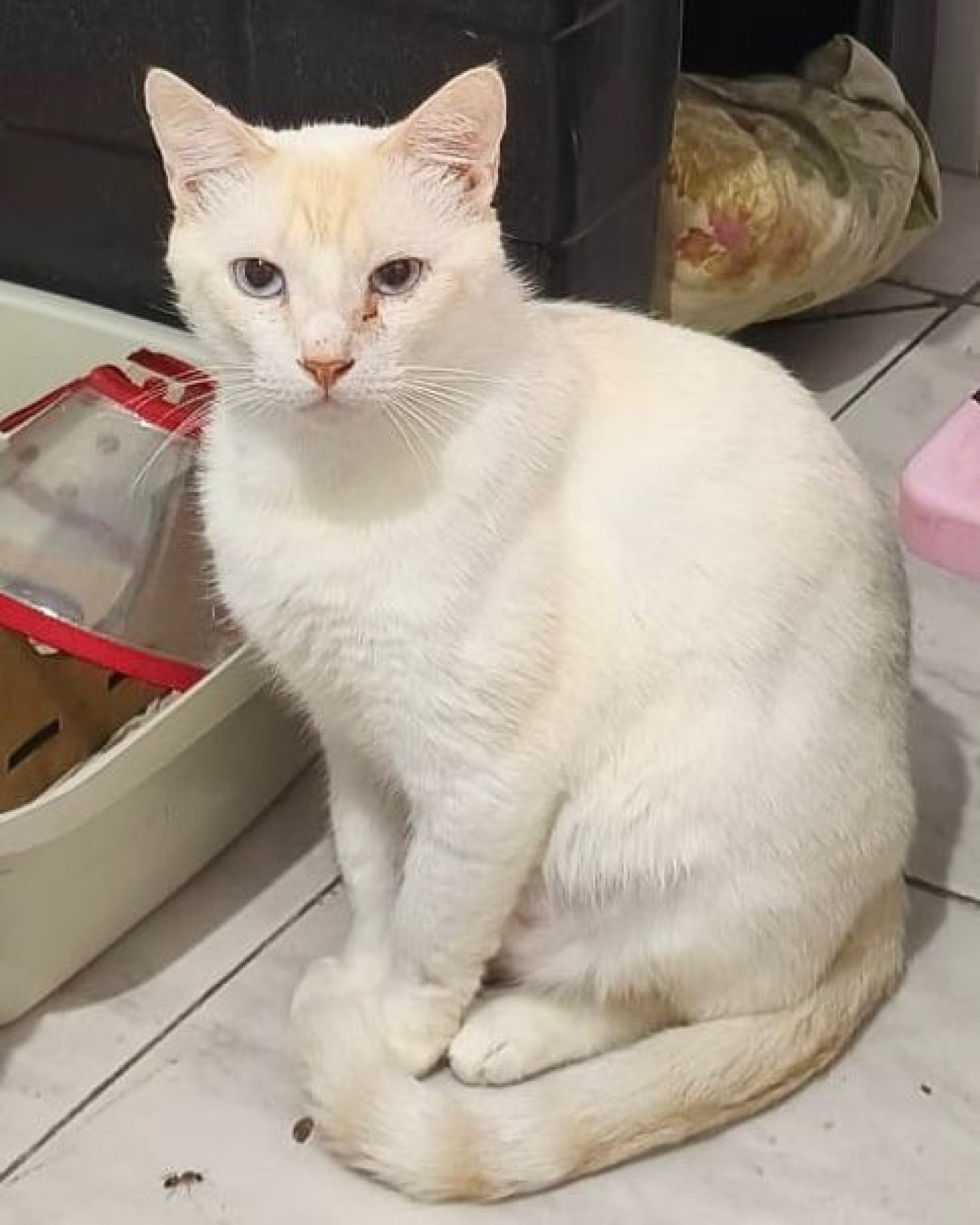 Sou Neves, estou vacinado, castrado e vermifugado. Sou positivo para FeLV, mas feliz (Maternidade Felina)