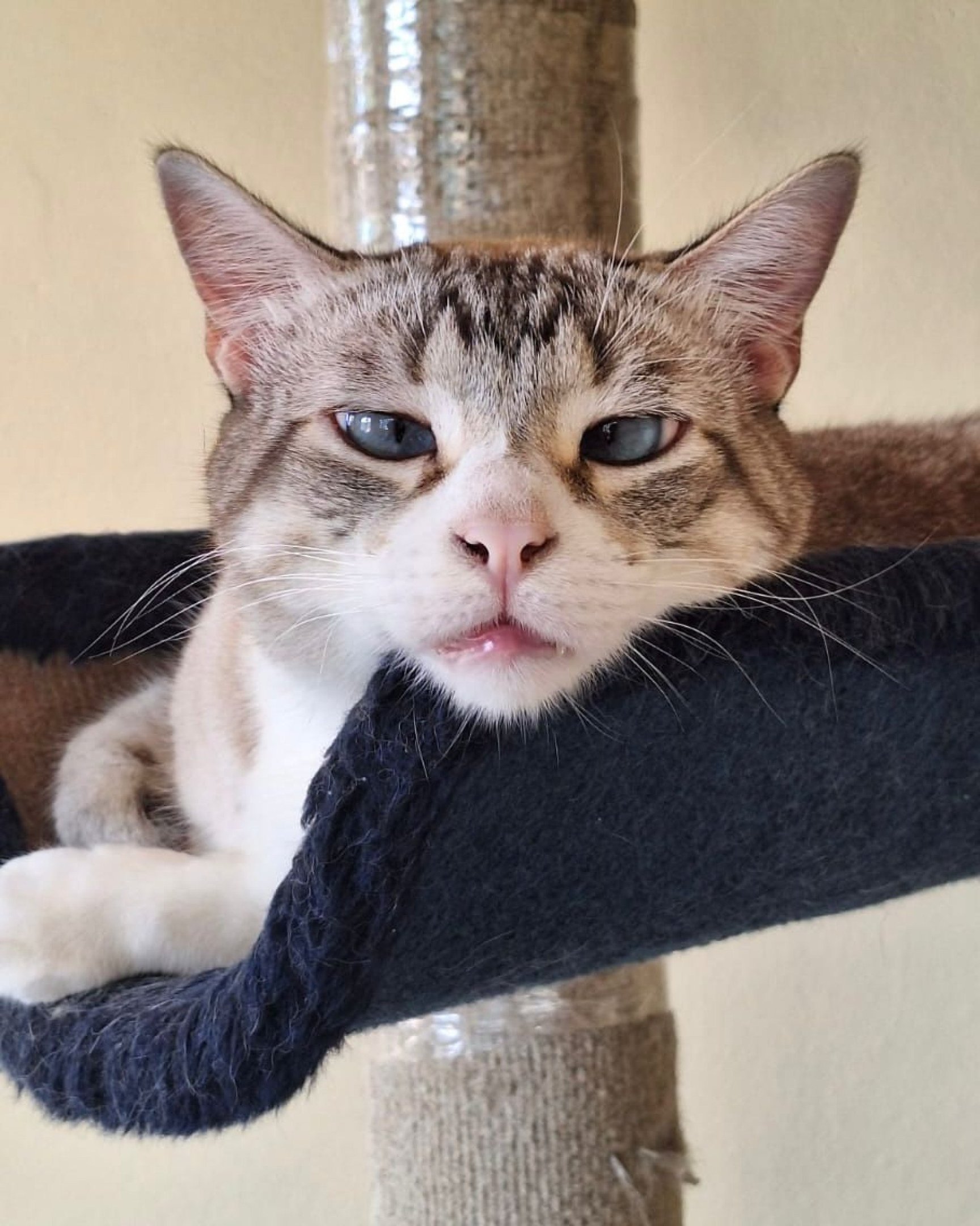 Sou Suzuki, tenho lindos olhos azuis e personalidade de bebezão. Positivo para FeLV (Maternidade Felina)