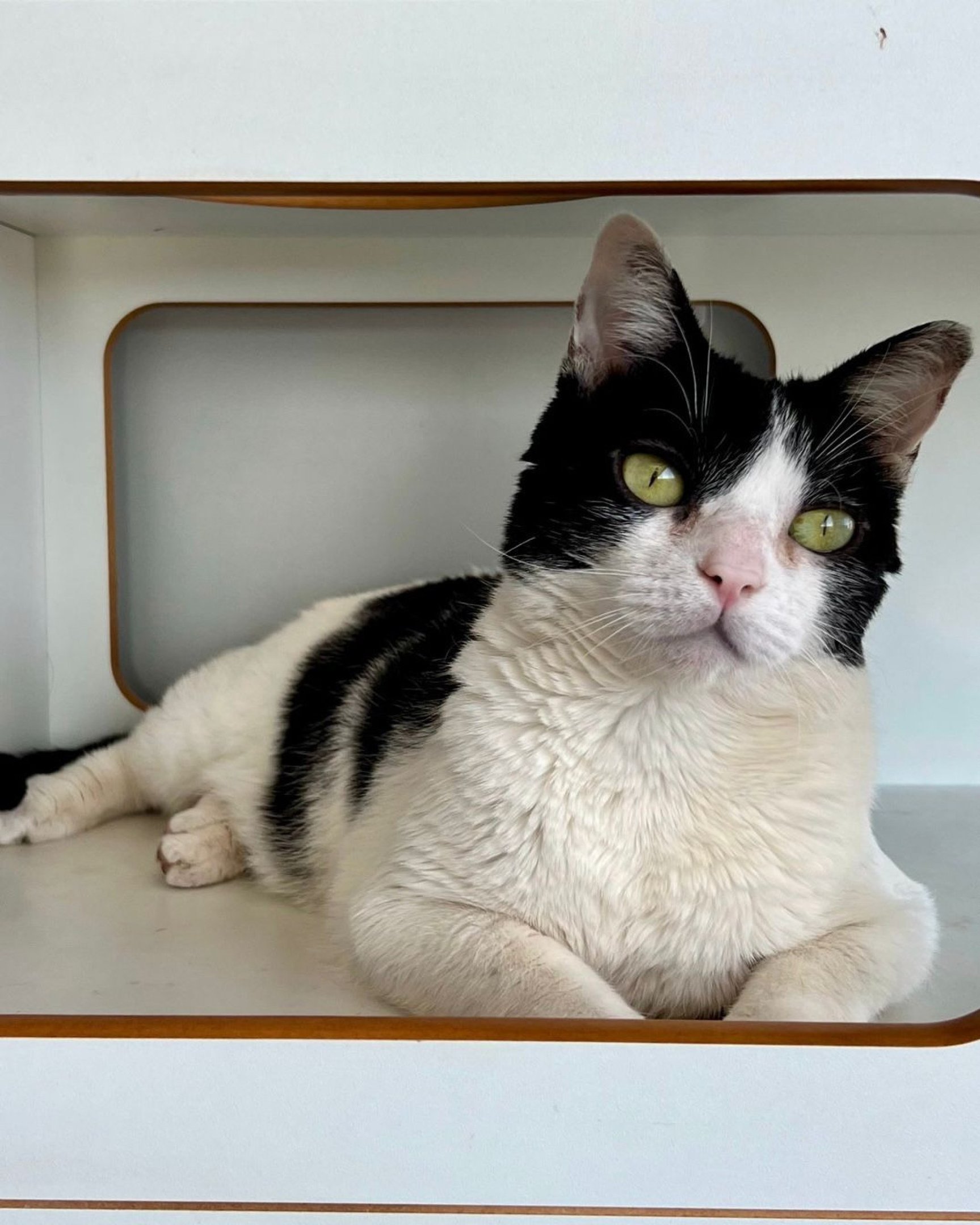 Sou Clicker, tenho FeLV e amo outros gatinhos. Com humanos, preciso de um tempinho (Resgatos Pingados)