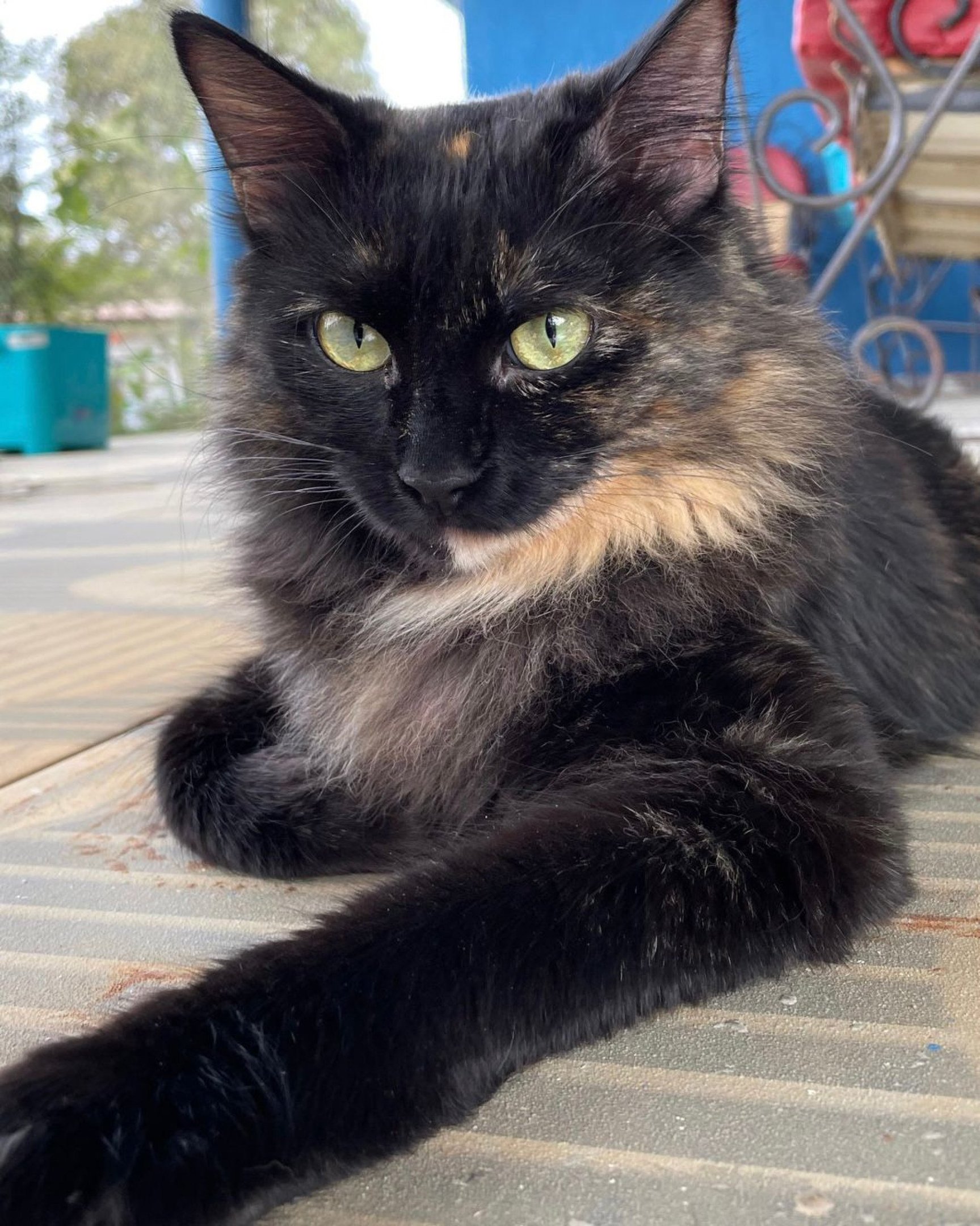 Sou Brownie, tenho cerca de 2 anos, já fui mãe, mas estou castrada. Sou brincalhona (Resgatos Pingados)