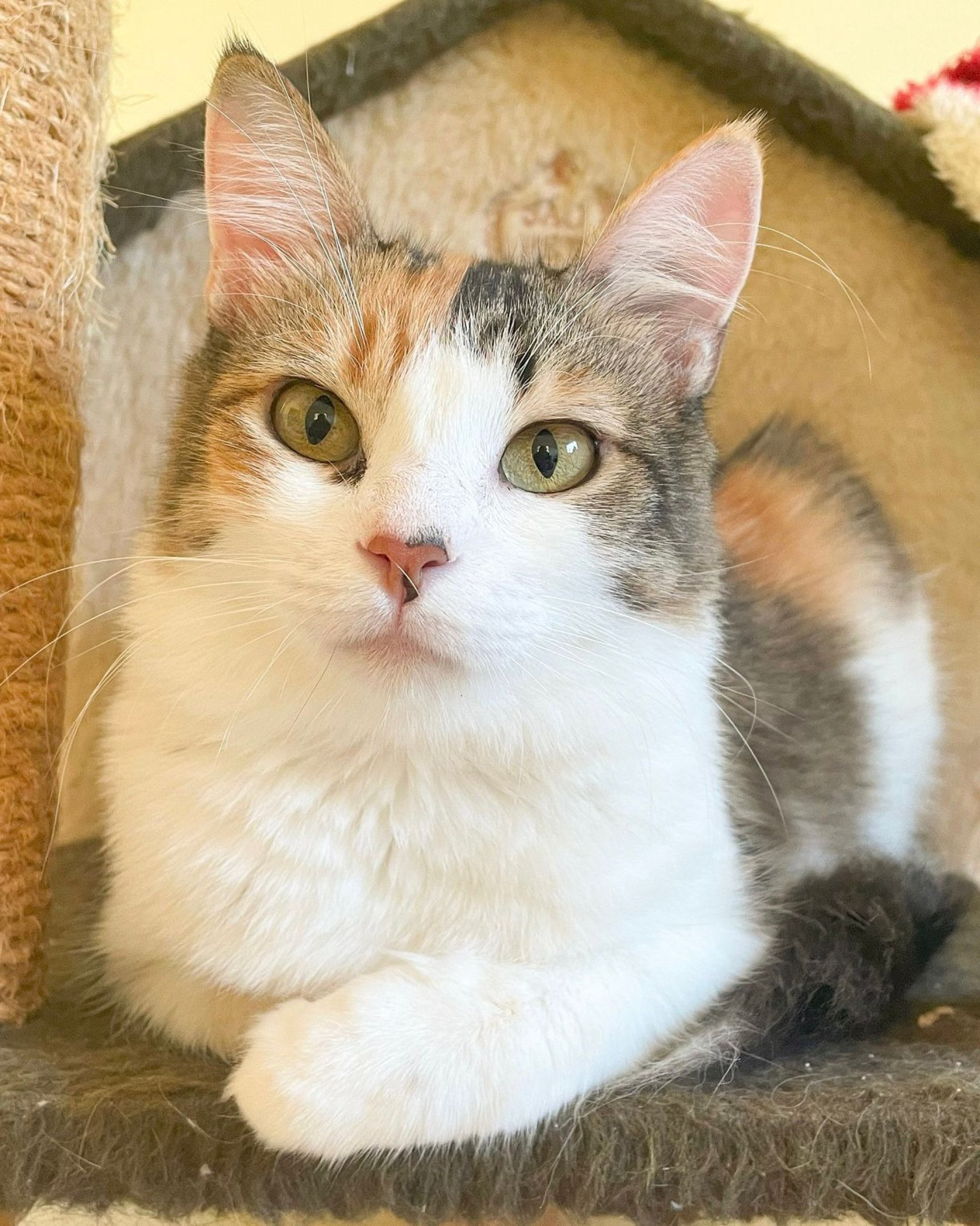 Eu me chamo Cookie e sou tão doce quanto meu nome. Já fui mãe, mas estou castrada (Resgatos Pingados)