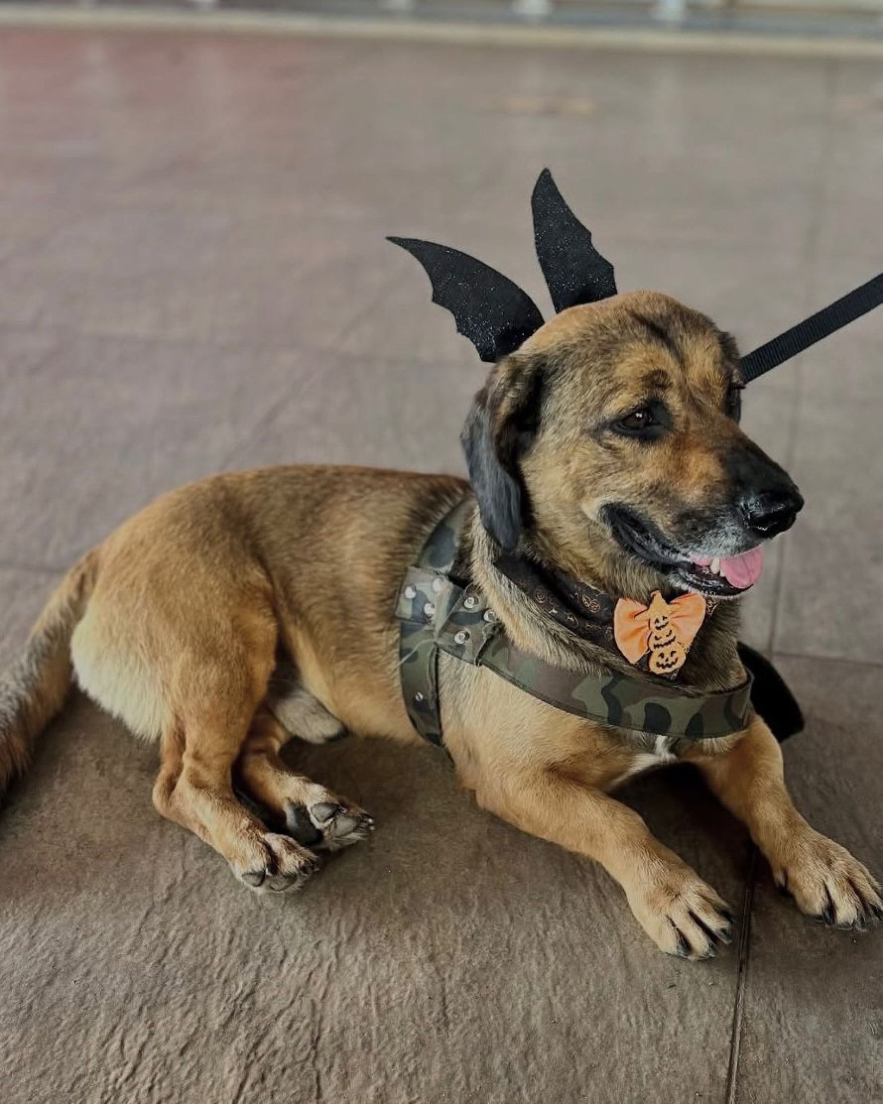 Sou o Amendoim Salsicha, tenho 4 anos e sou um rebaixadinho muito dócil (Lar dos Anjos)