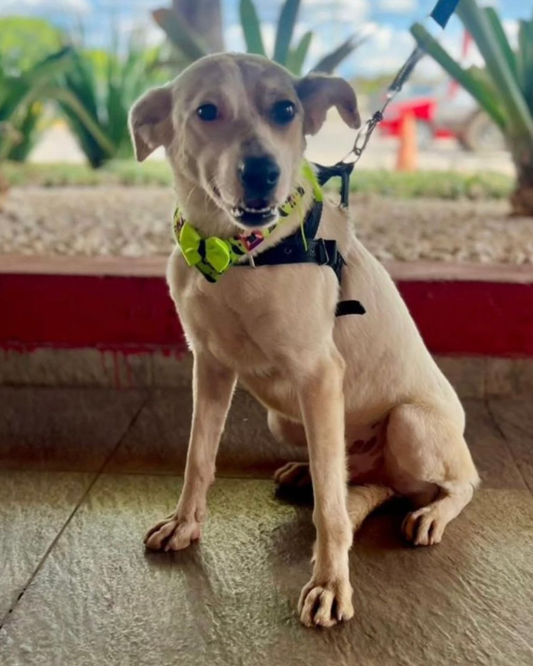 Olá, sou o floco de Neve, jovem adulto amoroso e sempre sorridente (abrigo Lar dos Anjos)