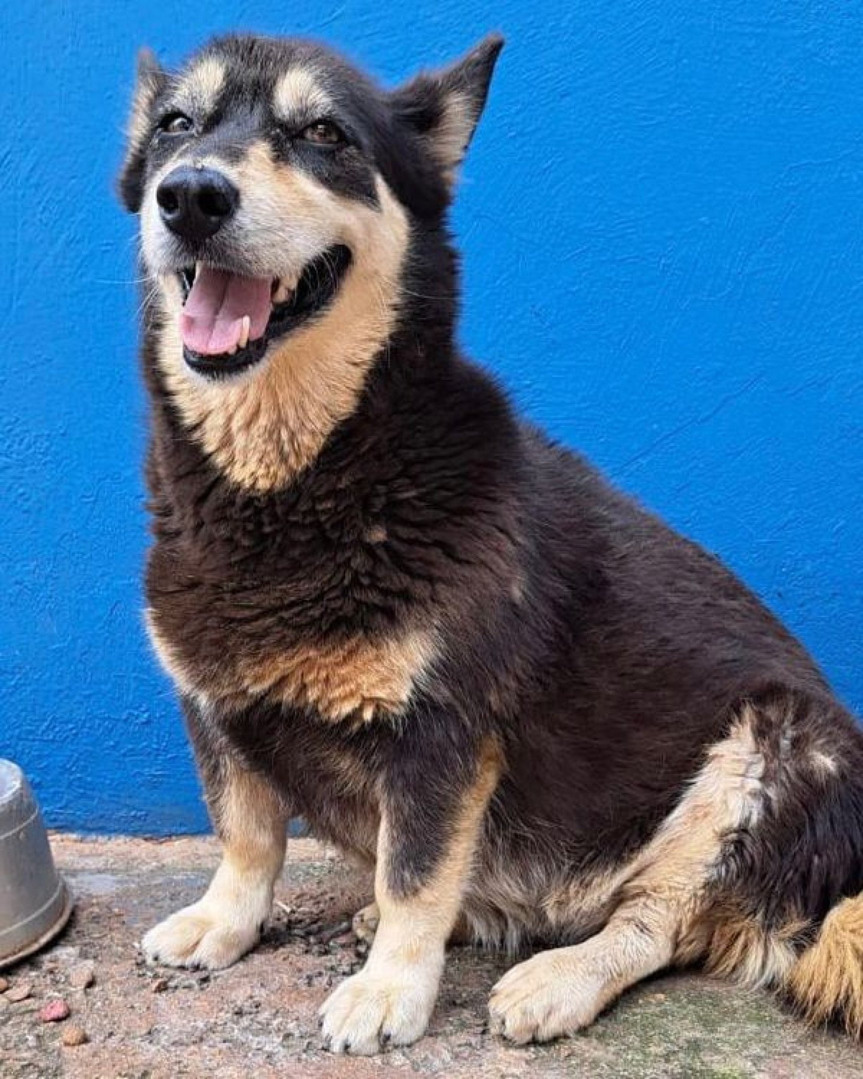 Oi, meu nome é Cristal, tenho 4 anos e estou à procura de um lar (abrigo Flora e Fauna)