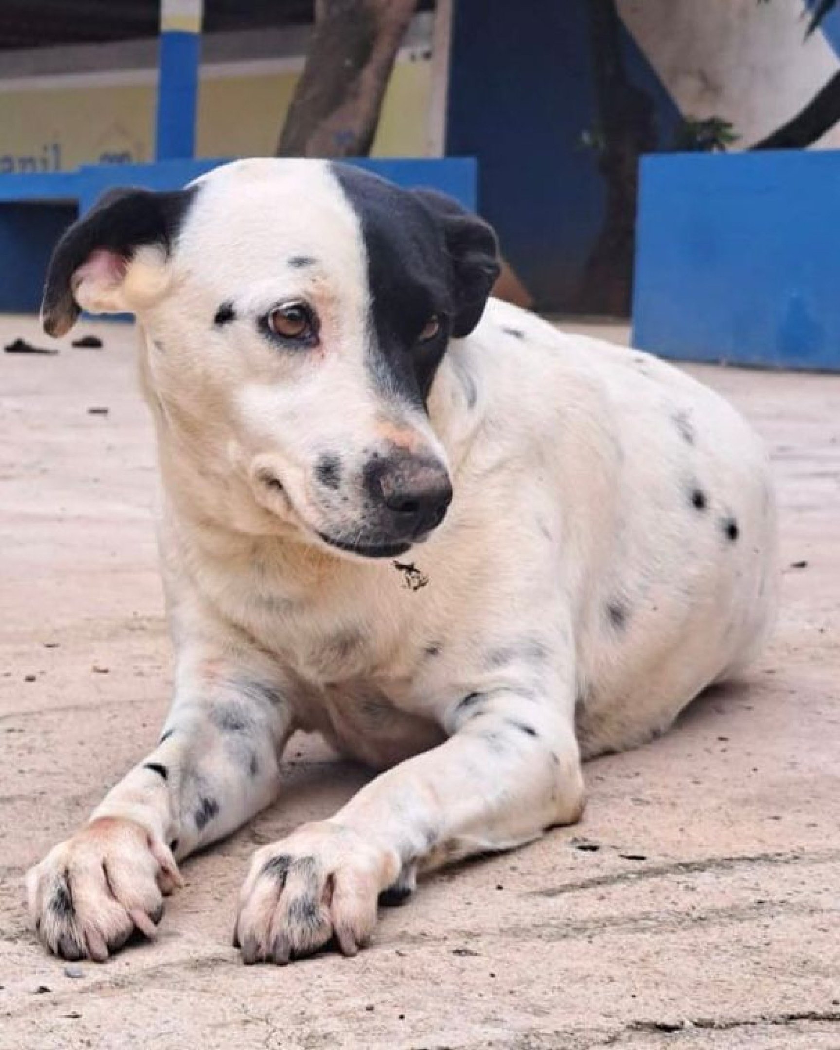 Eu sou a Cara cara, já castrada e me dou superbem com outros aumigos (abrigo Flora e Fauna)