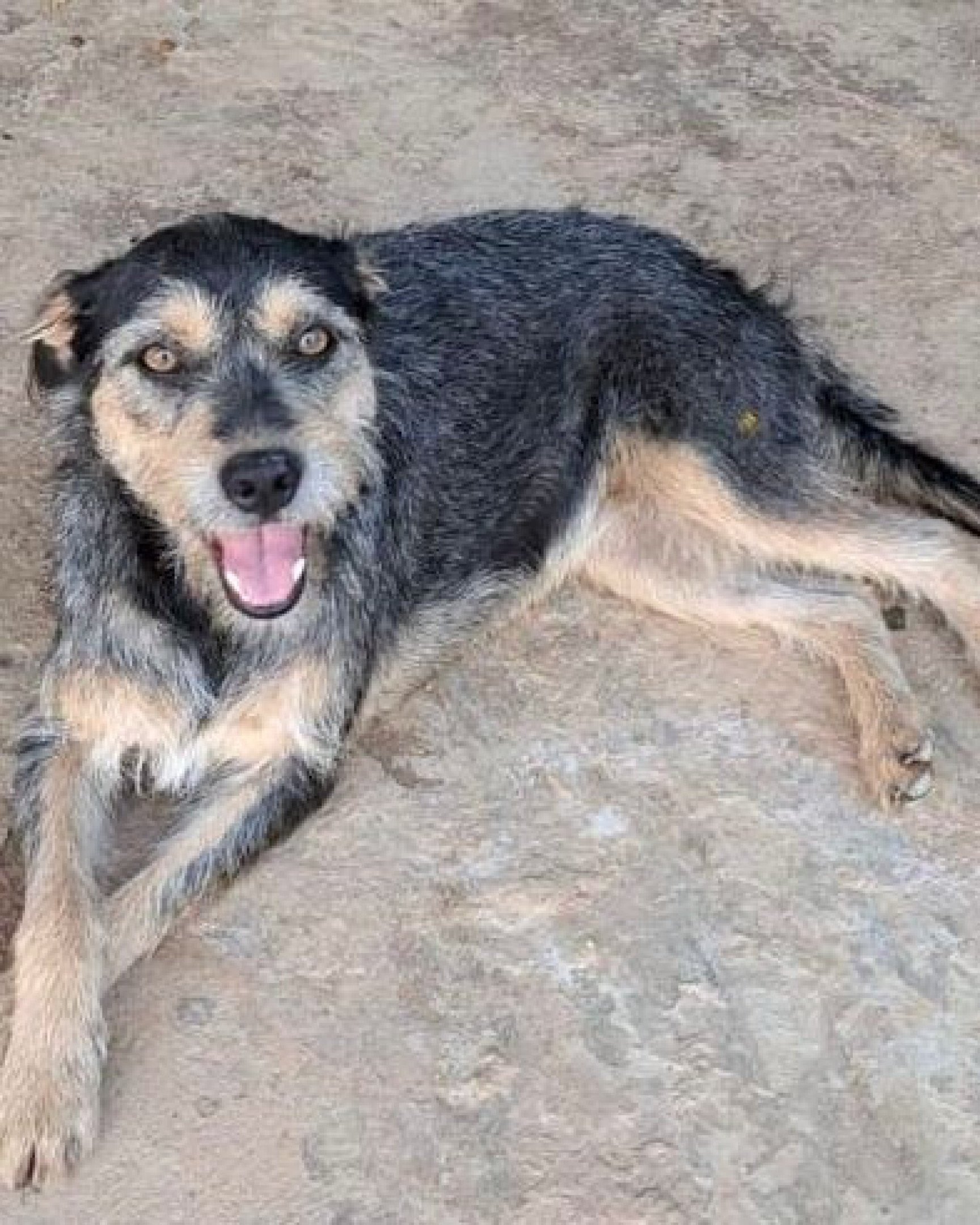 Eu me chamo Rubi, sou castrada  e dócil com todo mundo  (abrigo Flora e Fauna)