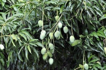 Criança foi esfaqueada enquanto pegava manga em lote vazio - (crédito: Minervino Júnior/CB/D.A.Press) Criança foi esfaqueada enquanto pegava manga em lote vazio - (crédito: Minervino Júnior/CB/D.A.Press)